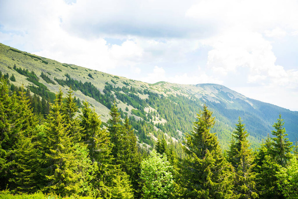 Beautiful summer landscape in Carpathian mountains - Photo, image