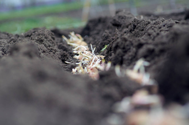 É hora de plantar batatas na primavera - Foto, Imagem