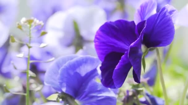 lila virágok a szélben közelről Viola wittrockiana - Felvétel, videó