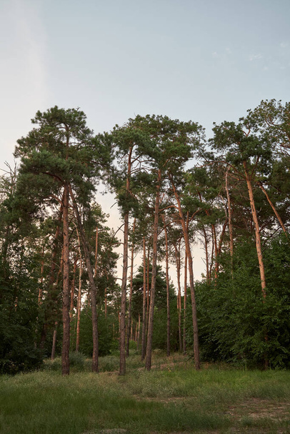 Low angle photo of pine tree forest. Evergreen spruce woods - Fotoğraf, Görsel