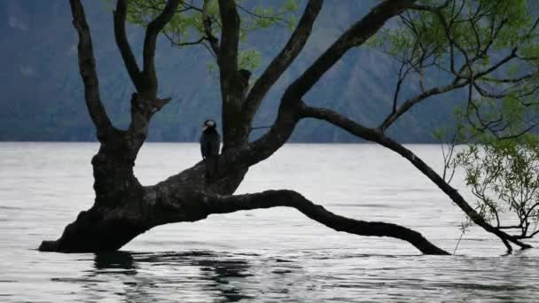 Blisko drzewa Wanaka, na którym spoczywa jeden ptak. - Materiał filmowy, wideo