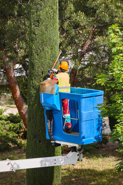 Jardinero poda un ciprés en una grúa. Mantenimiento de árboles estacionales - Foto, Imagen