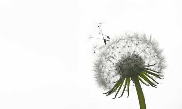 Closeup Dandelion and dew drops, soft nature background - Foto, imagen