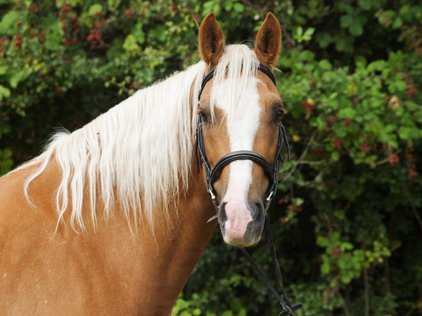 Un tiro en la cabeza de un caballo castaño con melena rubia en una brida de snaffle. - Foto, imagen