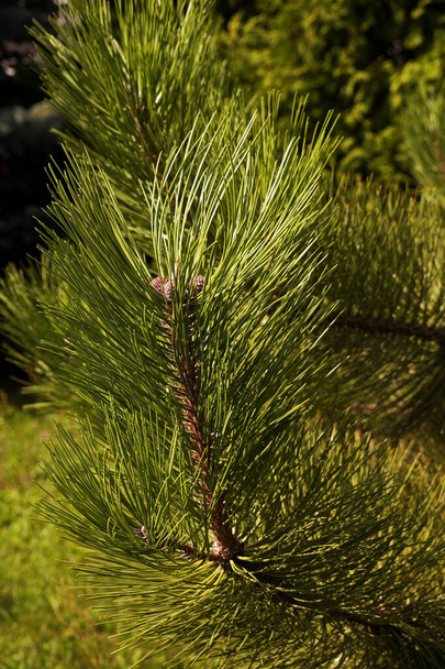 Pinus nigra, pino austriaco o pino negro es una especie de pino de la familia Mordellidae. - Foto, Imagen