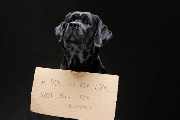 Портрет чёрного шелковистого пса с лозунгом в тёмном обратном направлении - Фото, изображение