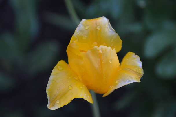 gros plan : belle tulipe jaune avec des gouttes de pluie dessus - Photo, image