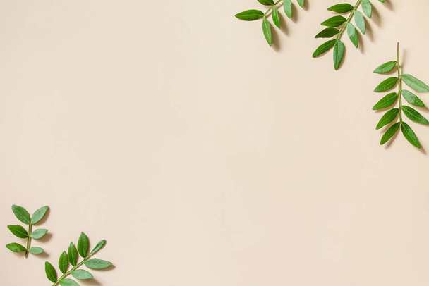 Zielone liście na żagiel Szampan tło trendu. Ramka do tekstu świeżych liści, minimalizm stylu. Koncepcja ekologicznej przyrody. Widok z góry płaski. Przestrzeń kopiowania - Zdjęcie, obraz