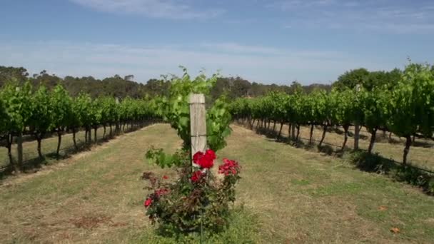 κατσαρόλα με έναν κήπο κρασιού στο margaret river - Πλάνα, βίντεο