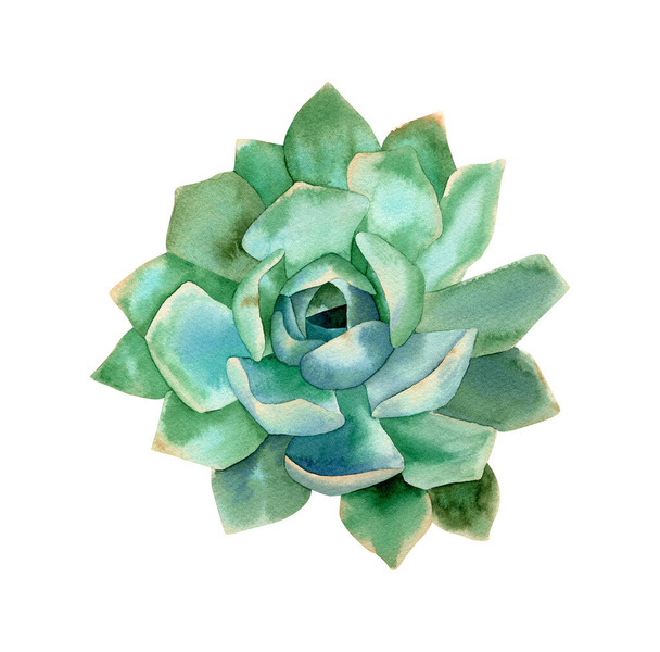 Sukularna ilustracja. Akwarela botaniczna ilustracja z zieloną i niebieską soczystą rośliną - Zdjęcie, obraz