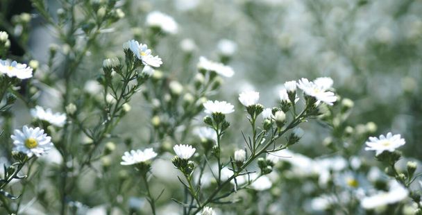Cutter Aster Flower, Solidago Canadensis, Asteraceae, Biannials white color flowers springtime blooming in garden on blurred of nature background - Photo, Image