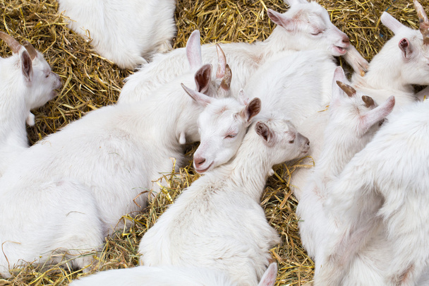 Domestic goats in the farm - Fotografie, Obrázek