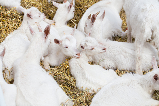 Domestic goats in the farm - Foto, afbeelding