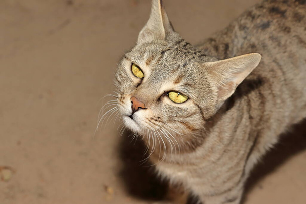 close-up retrato de um animal de estimação gato tabby sentado no pátio da casa e olhando para a câmera - Foto, Imagem