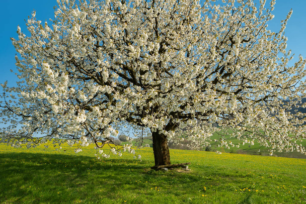 Voorjaarsinspiratie. Bloeiende kersenboom in het vroege voorjaar op weide op een achtergrond van blauwe lucht. Heldere lentedag - Foto, afbeelding