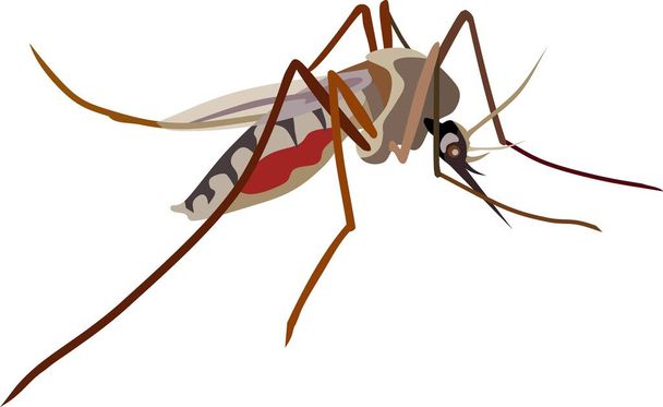Mosquito insecto animal Vector Ilustración - Vector, Imagen