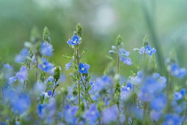 Wild forest tiny blue flowers on meadow. Veronica (Germander, Speedwell) flowers - Photo, Image