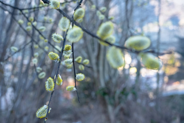 Flowering pussy willow branches in early spring - Foto, afbeelding