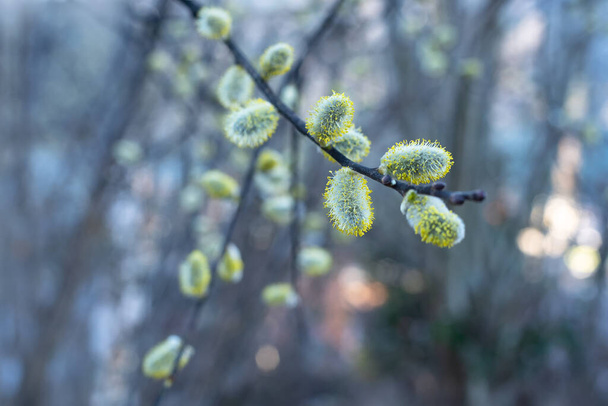 Flowering pussy willow branches in early spring - Foto, afbeelding