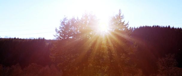 El sol brilla a través de un majestuoso árbol verde en un prado. - Foto, imagen
