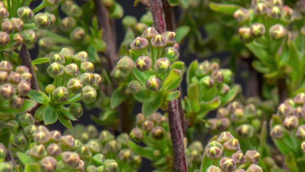 Time Lapse of Spiraea bush - Footage, Video