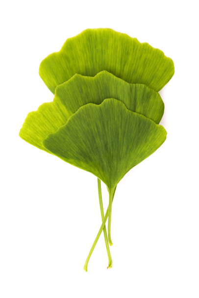 Лист гинкго билоба, изолированный на белом
 - Фото, изображение