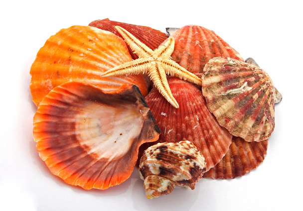 Peixe-estrela e conchas marinhas
 - Foto, Imagem