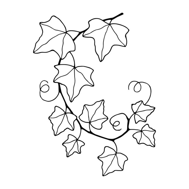 Planta común de hiedra. Ilustración de stock vectorial eps10. - Vector, imagen