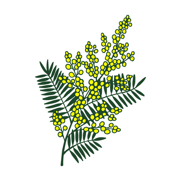 Pianta di Mimosa. Illustrazione dello stock vettoriale10. - Vettoriali, immagini