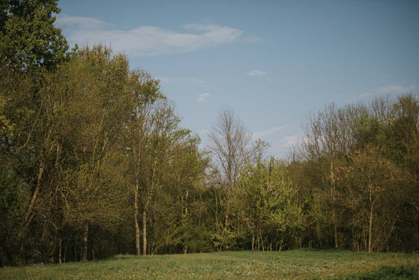 A beautiful shot of green trees on a meadow - Valokuva, kuva