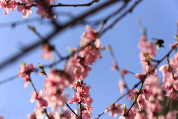 A selective focus shot of pink cherry blossoms against blue sky - Photo, Image