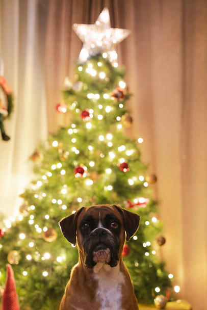 A vertical shot of a cute dog near the illuminated Christmas tree - Zdjęcie, obraz