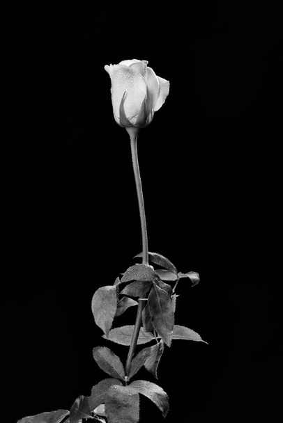 Ιταλία, τριαντάφυλλο (Rosa canina) closeup - Φωτογραφία, εικόνα