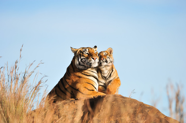 tigre en la naturaleza - Foto, imagen