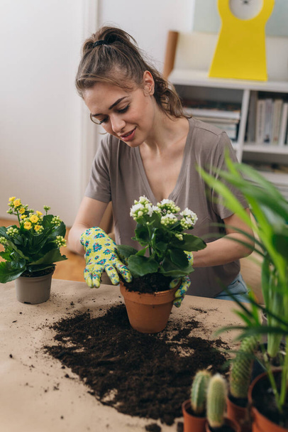 femme jardinage plantes d'intérieur à la maison - Photo, image