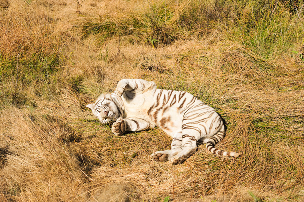 záběr velmi vzácný bílý tygr - Fotografie, Obrázek