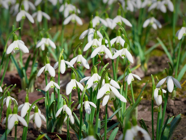 Blooming snowdrops in the springtime. - Photo, Image