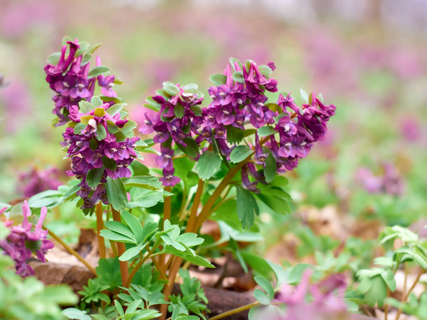 Purple corydalis flowers in forest on early spring - Photo, Image