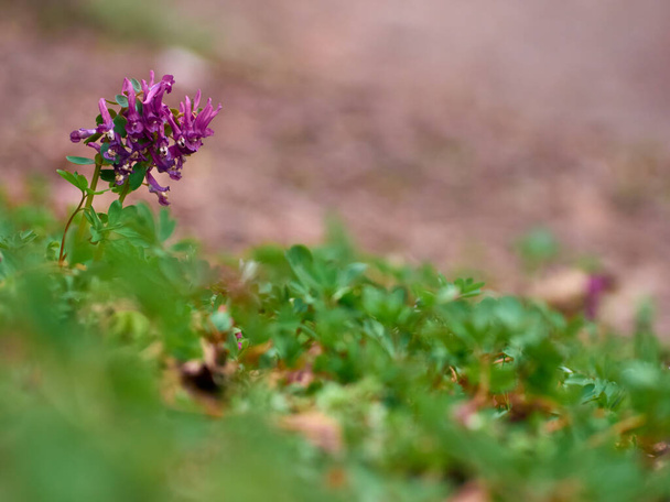 Lila Corydalis blüht im Vorfrühling im Wald - Foto, Bild