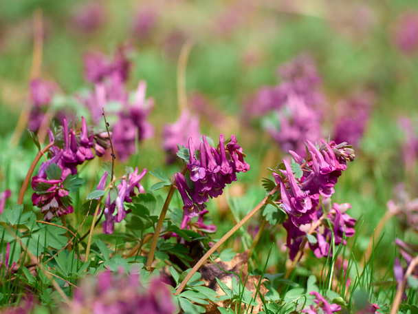 Purple corydalis flowers in forest on early spring - Photo, Image