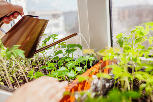Kastelu pippuri ja tomaatti taimet laatikossa kastelukannu kotona ikkunalaudalla. Kevättyöt. Maatalous ja maatalous. Luonnonmukainen viljely - Valokuva, kuva