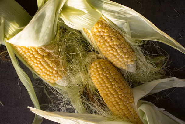 Raw sweet corn cobs on gray textured background. Uncooked vegetables top view photo. eating fresh concept.  - Foto, Imagen