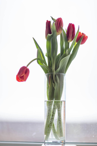 tulipany w szklanym wazonie, rozstrzelane na parapecie o krajobraz - Zdjęcie, obraz