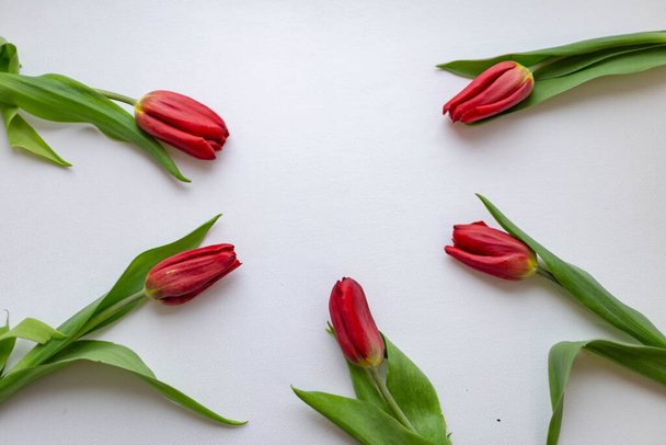 5 red tulips on white background - Foto, imagen