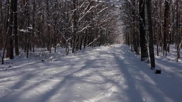 Kaunis kävely läpi talvimetsän. Puita, oksia ja pensaita lumessa. Kaikkialla on lunta. Polku metsässä on lumen peitossa. - Materiaali, video