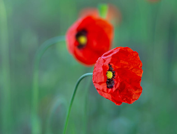 polne czerwone kwiaty maki - Foto, Imagem
