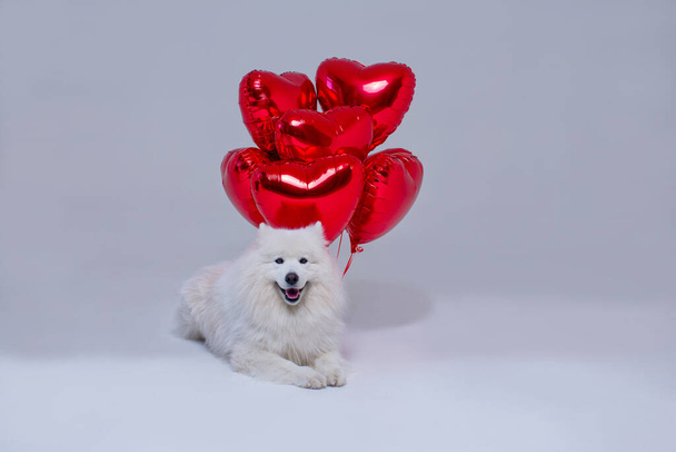 Der weiße flauschige Hund der Rasse Samoyed liegt auf einem grauen Hintergrund mit roten aufblasbaren Herzen. Alles Gute zum Valentinstag. Alles Gute zum Geburtstag - Foto, Bild