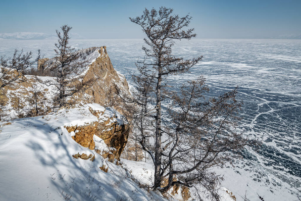 Rare young larch trees on the slope of a snow-covered hill in the steppe in the north of the island of Olkhon. - Foto, imagen