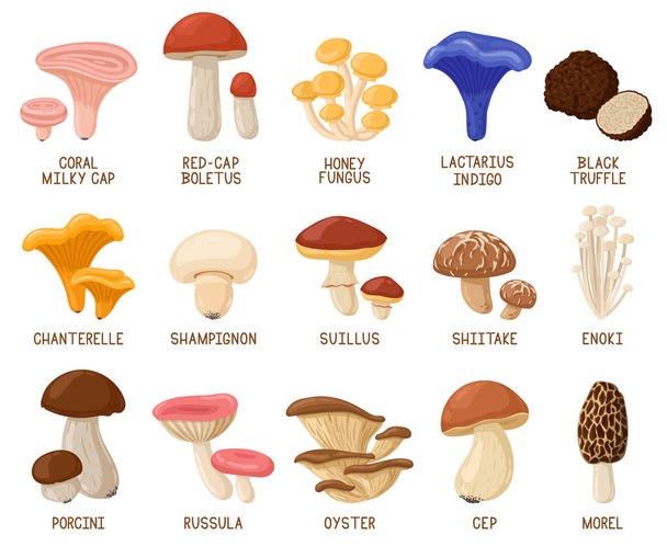 Cartoon edible mushrooms. Autumn woods edible mushrooms, morel, cep, oyster and chanterelle vector illustration set. Forest cartoon mushrooms - Vector, Image