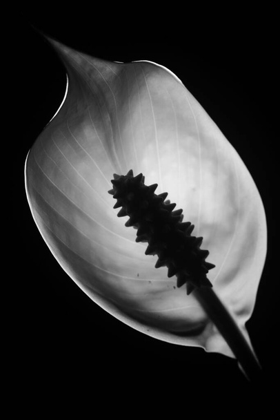 backlight του spathiphyllum σε μαύρο και άσπρο - Φωτογραφία, εικόνα